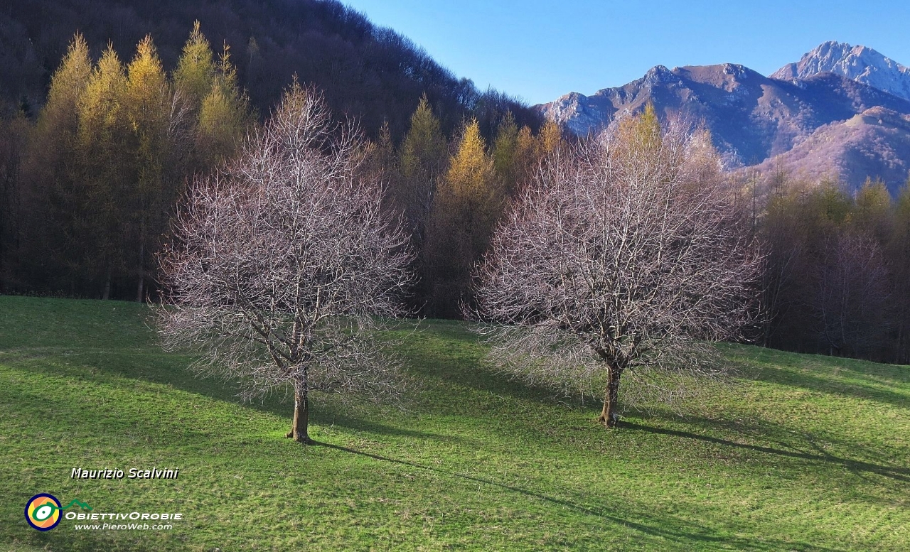 54 Ciliegi e larici....JPG